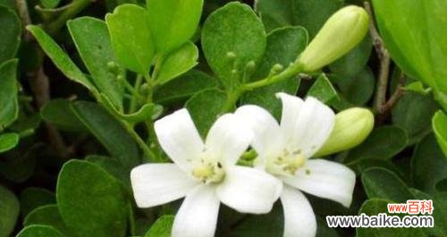 探究九里香的花语和文化内涵，感受爱和希望的气息 九里香的花语——寄托爱与希望的芬芳