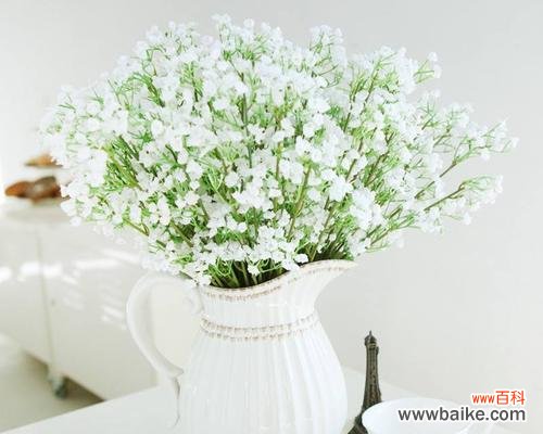 探寻满天星的美丽故事和象征意义 白色满天星花语与寓意