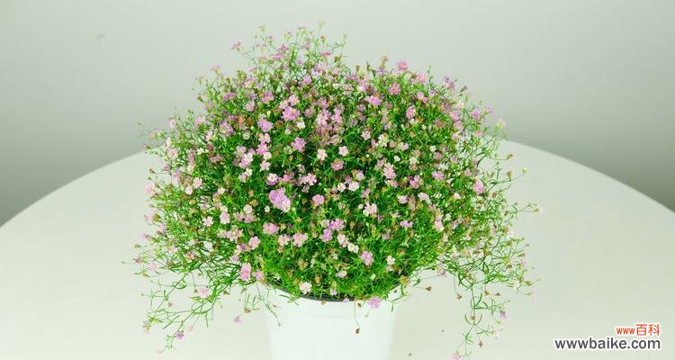 探寻满天星的美丽故事和象征意义 白色满天星花语与寓意