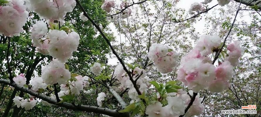 了解樱花花语，送给TA最温馨的祝福 樱花花语与寓意