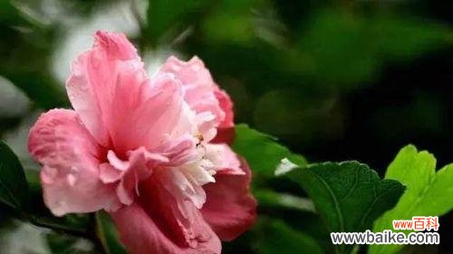 揭开木槿花所代表的含义与象征 木槿花的花语