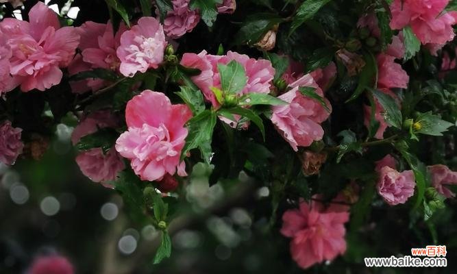 揭开木槿花所代表的含义与象征 木槿花的花语