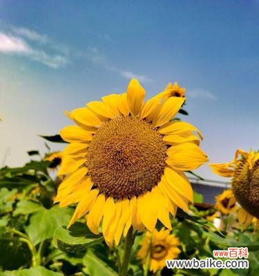 探究太阳花的情感内涵与象征意义 太阳花的花语及意义