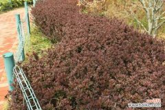 紫叶小檗黄叶的原因和处理办法