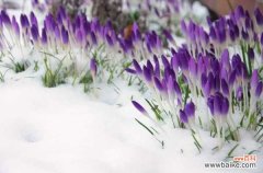 黄番红花的病虫害防治