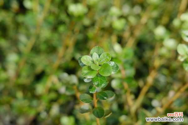 杜鹃花黄叶的原因和处理办法