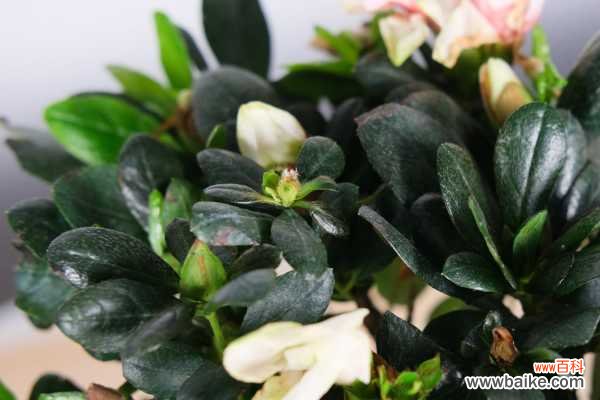 杜鹃花黄叶的原因和处理办法