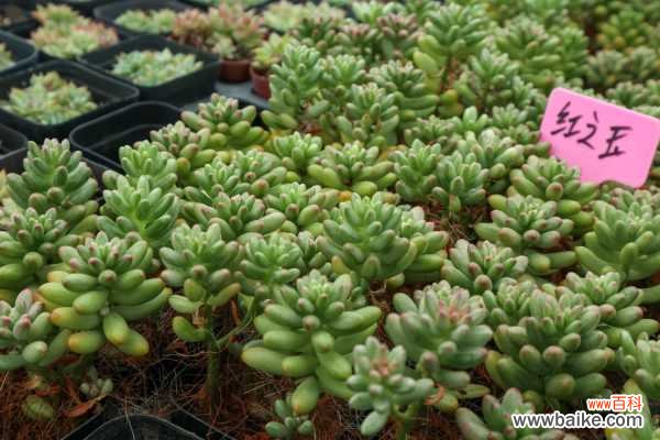 虹之玉长黑虫怎么办