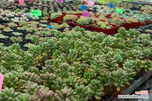 虹之玉长黑虫怎么办