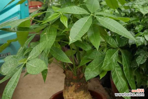 发财树黄叶的原因和处理办法