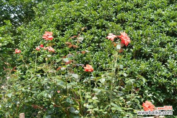 月季花爱招虫,给你支3招,让它从此摆脱“药罐子”称号!