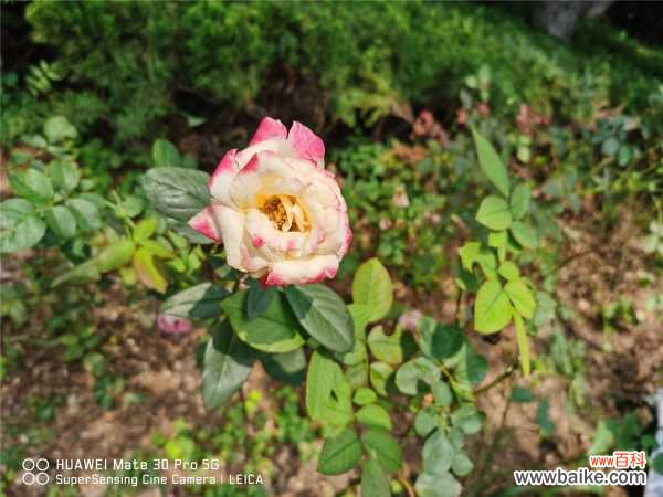 月季花爱招虫,给你支3招,让它从此摆脱“药罐子”称号!