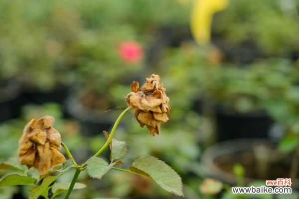 月季花爱招虫,给你支3招,让它从此摆脱“药罐子”称号!