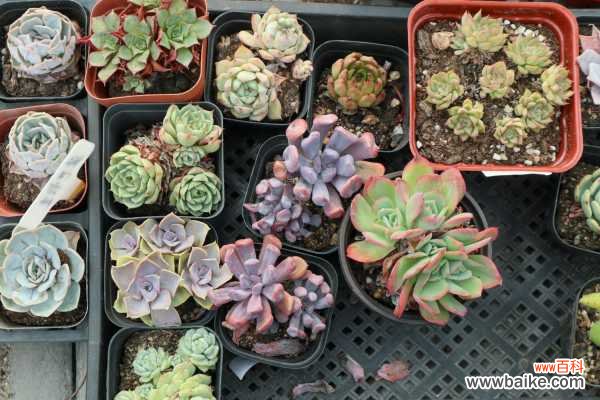 多肉招虫赶紧杀 ,再不管,你的肉肉3天就死翘翘了!