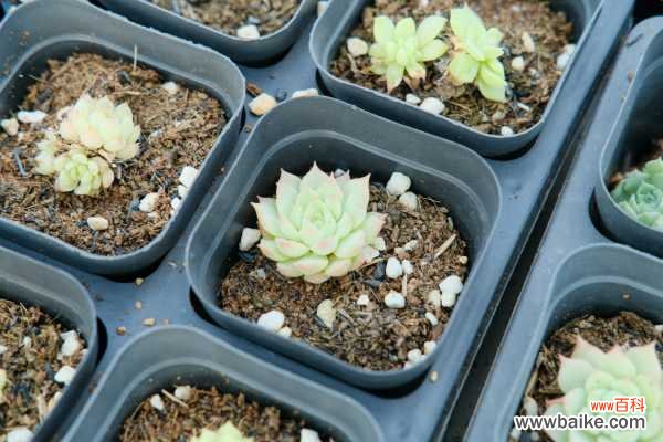 多肉招虫赶紧杀 ,再不管,你的肉肉3天就死翘翘了!