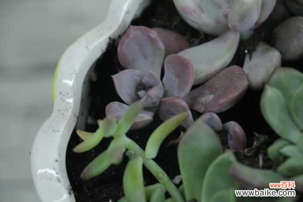 多肉招虫赶紧杀 ,再不管,你的肉肉3天就死翘翘了!