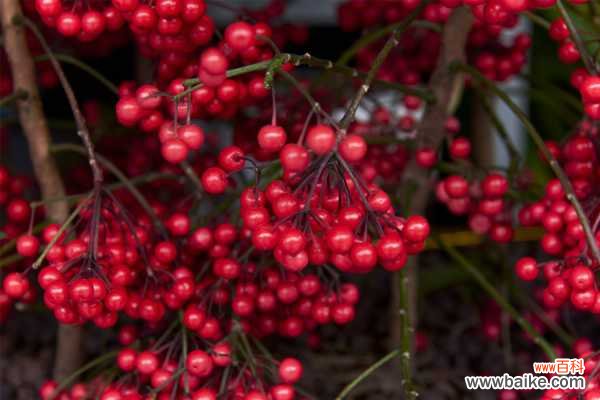 富贵籽黄叶的原因和处理办法