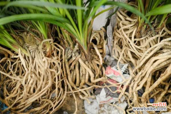 兰花黄叶的原因和处理办法