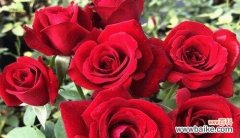 解读红玫瑰所代表的爱情与美丽 红玫瑰的寓意及其象征意义