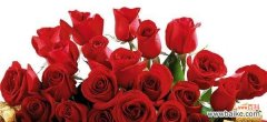 解读红玫瑰花朵数量的隐含含义 红玫瑰的朵数意味着什么