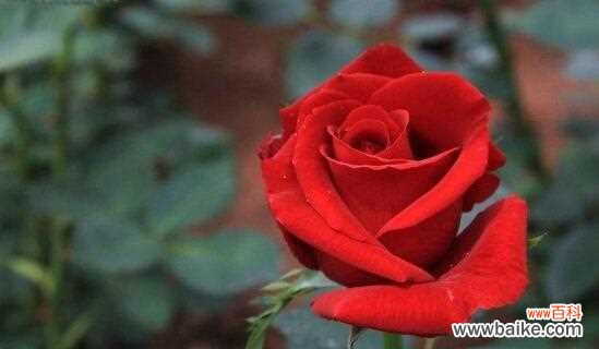 深情爱恋的表达工具 红玫瑰花的寓意及象征意义