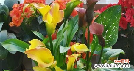 从红马蹄莲花语看人生与情感的意义 红马蹄莲