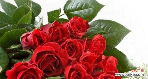 红玫瑰 红玫瑰的浪漫与情感