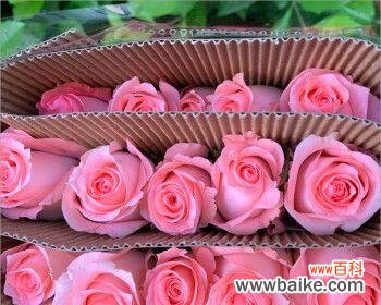 红玫瑰与白玫瑰的象征意义及爱情的多样表达 红与白