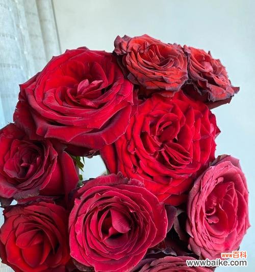 探索8朵红玫瑰花所代表的深层内涵 红玫瑰花的象征意义