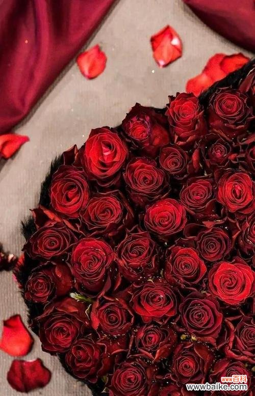 探索8朵红玫瑰花所代表的深层内涵 红玫瑰花的象征意义