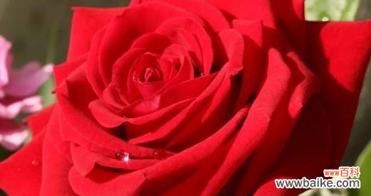 揭示红玫瑰的浪漫 红玫瑰的象征意义及其深远影响