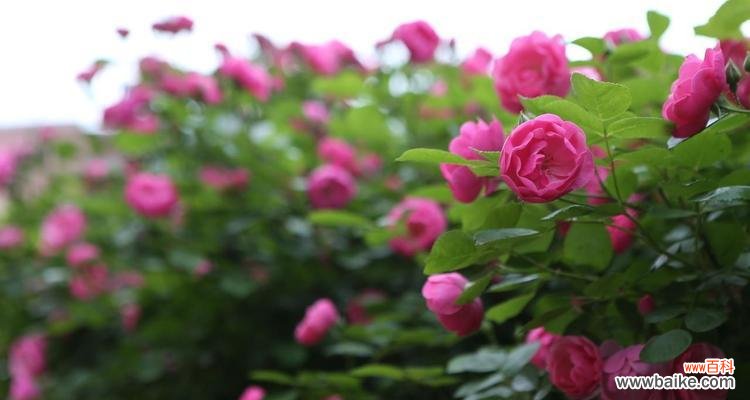 探索红蔷薇花语的深层含义 红蔷薇的花语