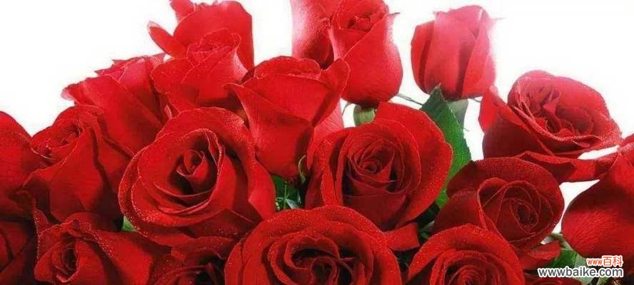 传递爱与热情的花朵 红玫瑰的含义与象征