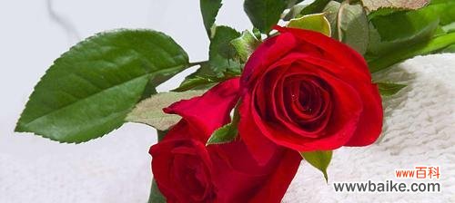 红牡丹与紫牡丹的象征意义及文化传承 红牡丹与紫牡丹