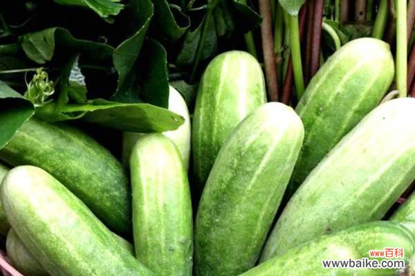 阳台黄瓜的种植方法