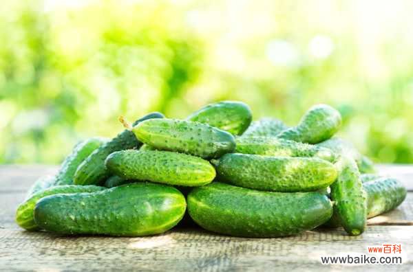 阳台黄瓜的种植方法