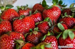 阳台草莓的种植方法