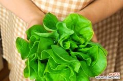 阳台菠菜怎么种