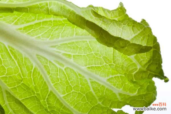 阳台小白菜的种植方法