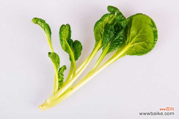 阳台小白菜的种植方法