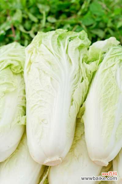 阳台小白菜的种植方法