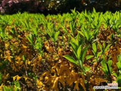 连翘盆栽怎么养？盆栽连翘品种图片