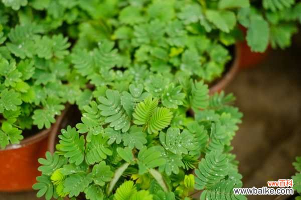 室内养含羞草有毒吗