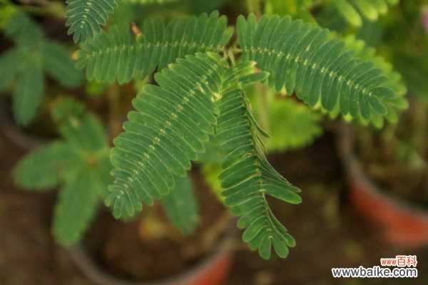 室内养含羞草有毒吗