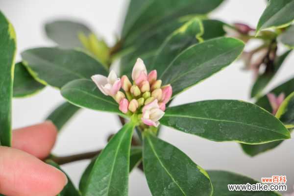 瑞香花放室内有毒吗