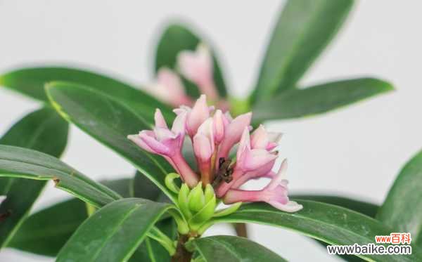 瑞香花可以在室内养吗