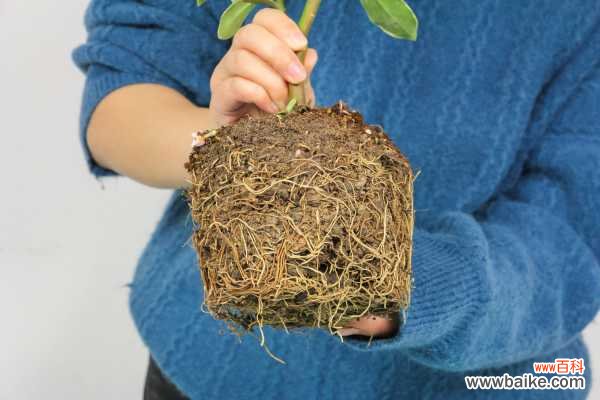 瑞香花可以在室内养吗