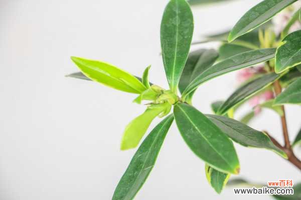 瑞香花可以在室内养吗