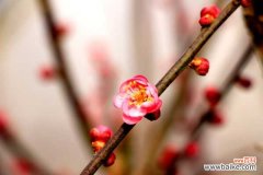 梅花适合养室内吗