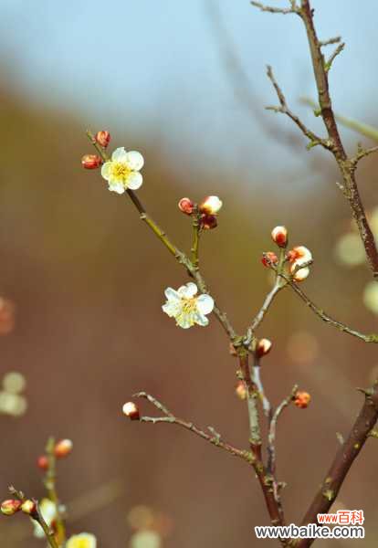 梅花适合养室内吗